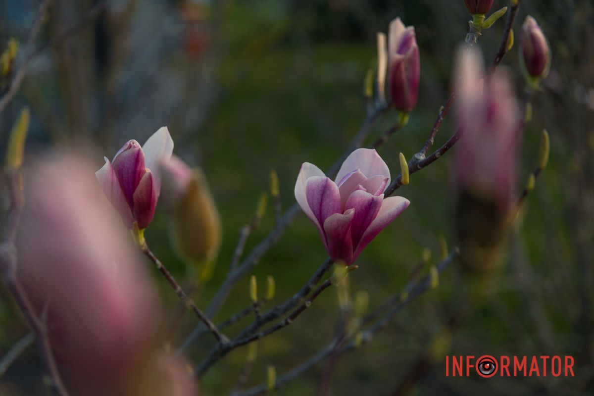 Так рясно-рясно маками повсюди…