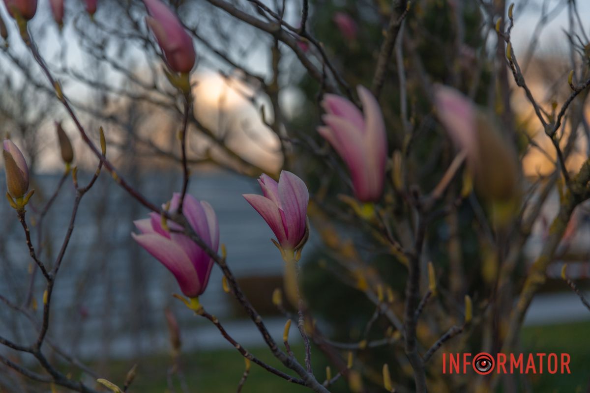 Вона квітує, ластиться, співає…