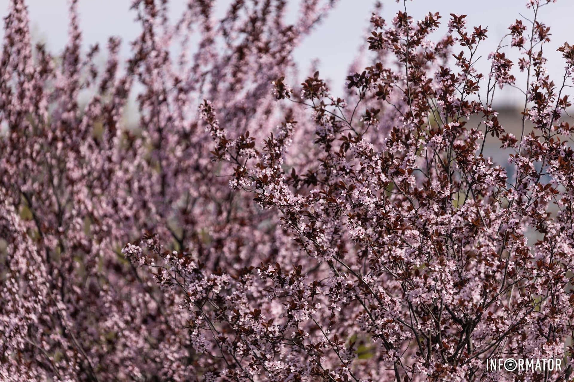Сквер Усачева Сквер Усачева