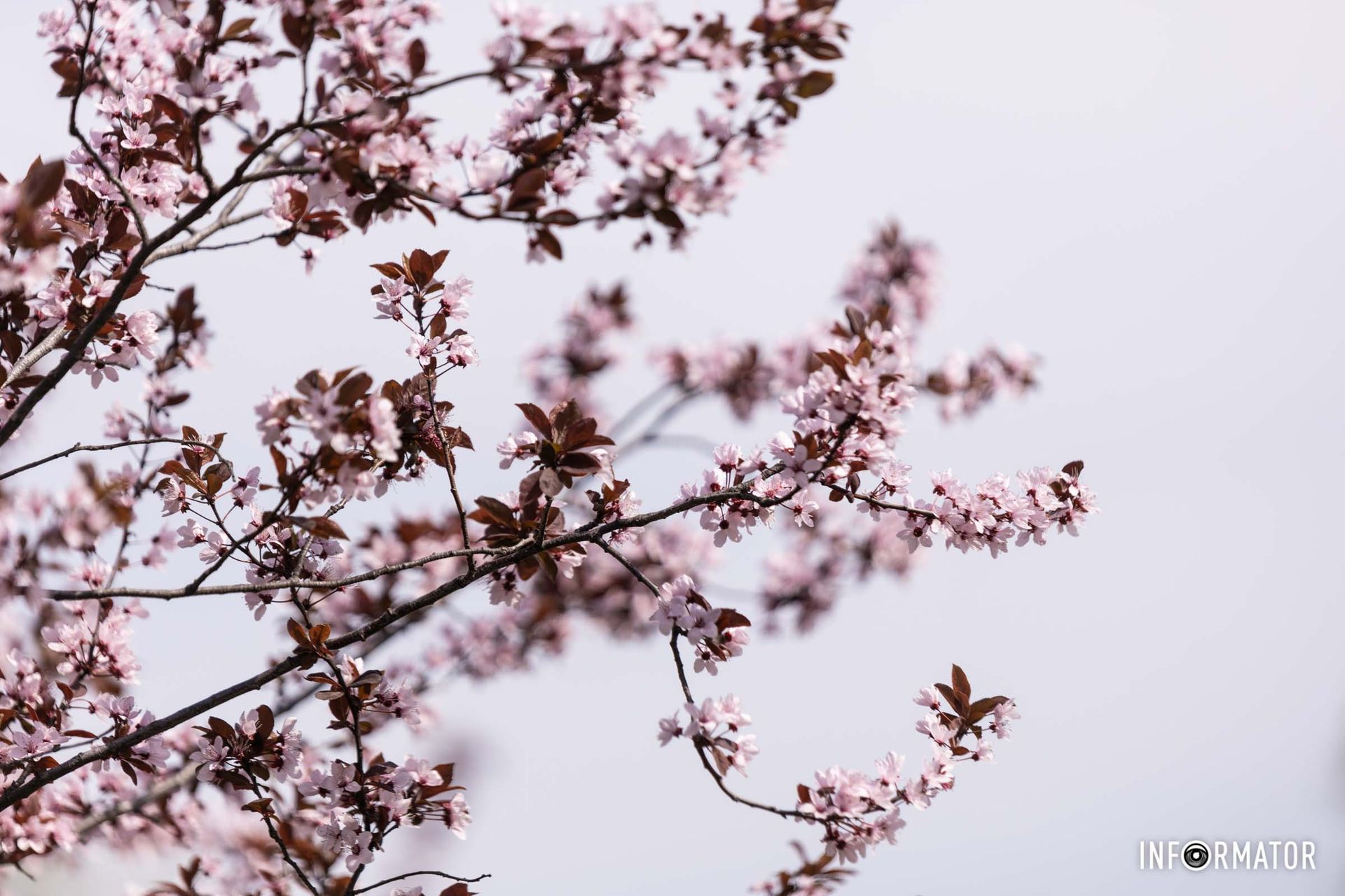 Уже можно полюбоваться магнолиями, крокусами, тюльпанами и сакурами Уже можно полюбоваться магнолиями, крокусами, тюльпанами и сакурами