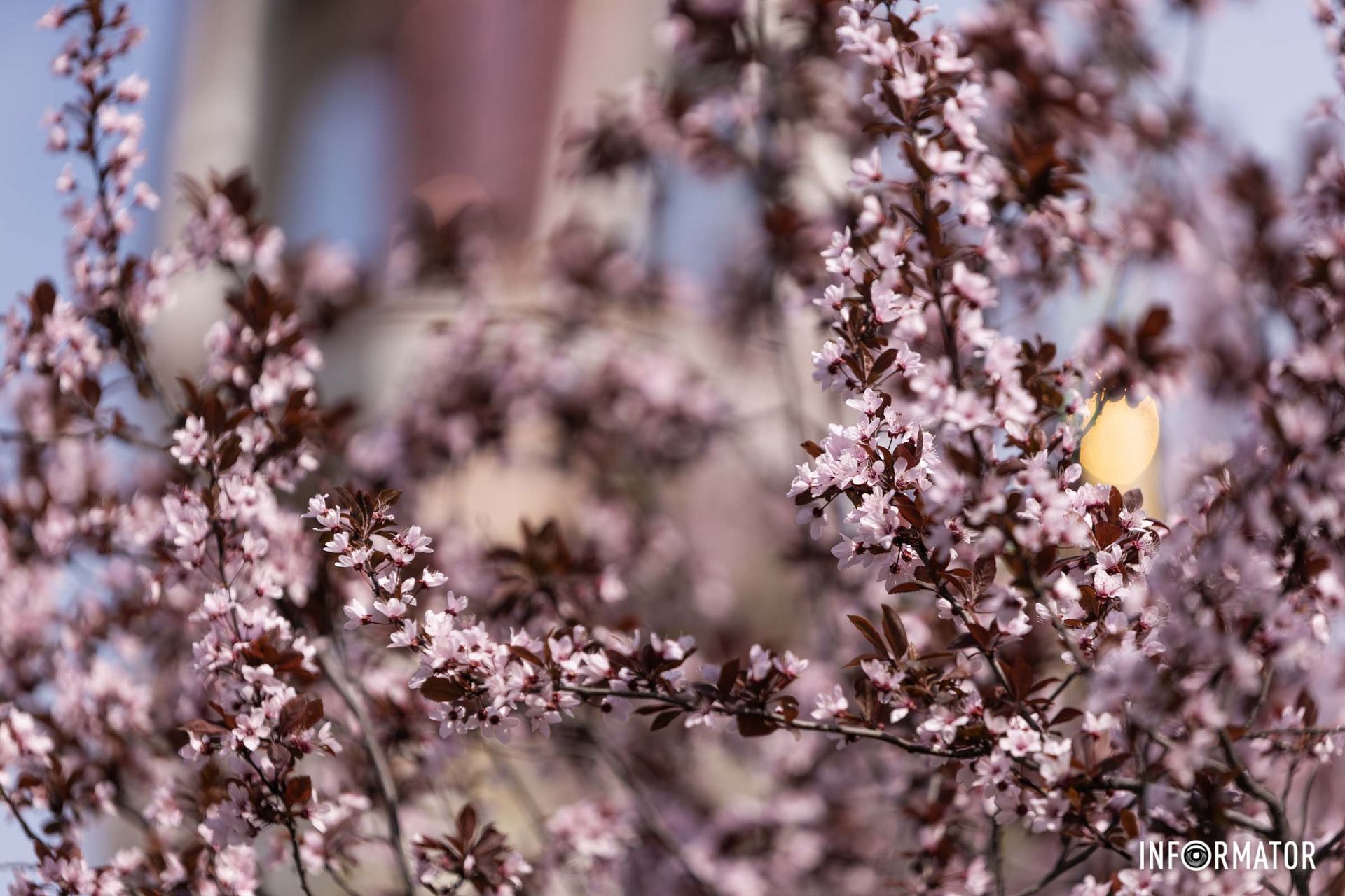 Через аномально теплый апрель все расцветает прямо на глазах Через аномально теплый апрель все расцветает прямо на глазах