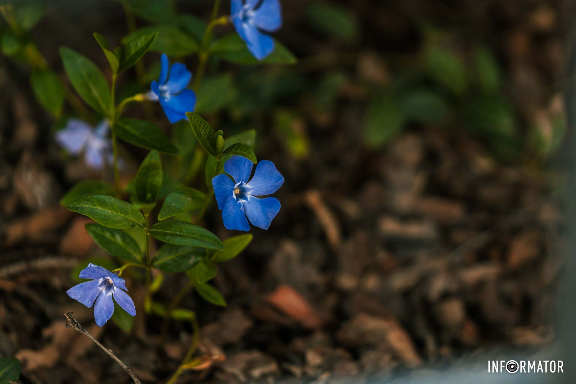 Насолоджуйтесь весняною красою