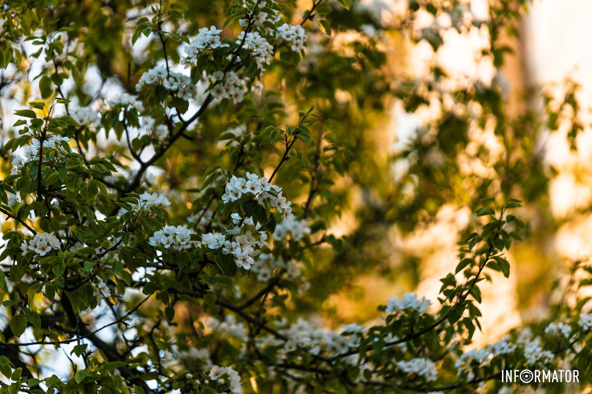 Вірш: Весняна пісенька  Л. Коврига