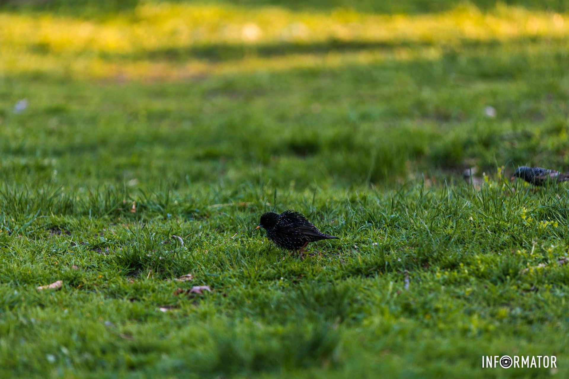Проліски духмяні.