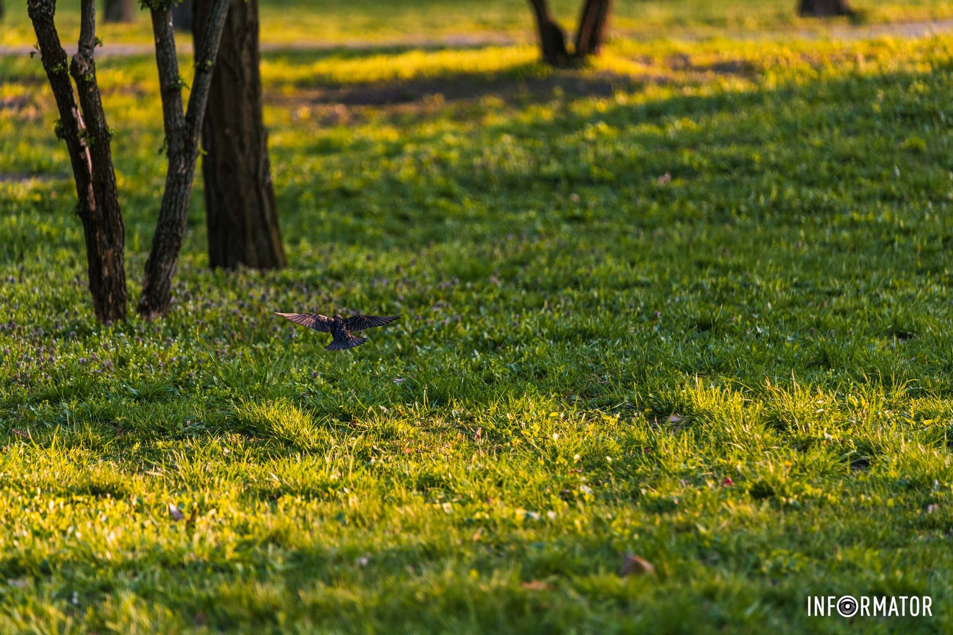 Вісники весняні –