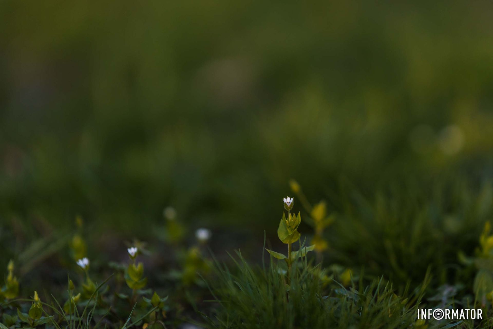 Будемо зростати,