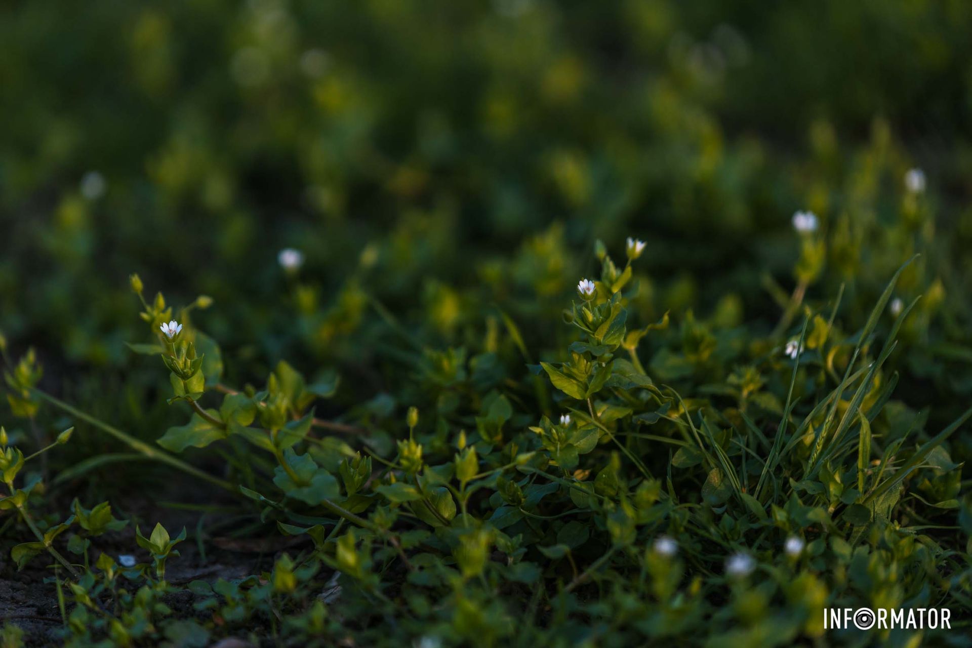 Від землиці – сили,