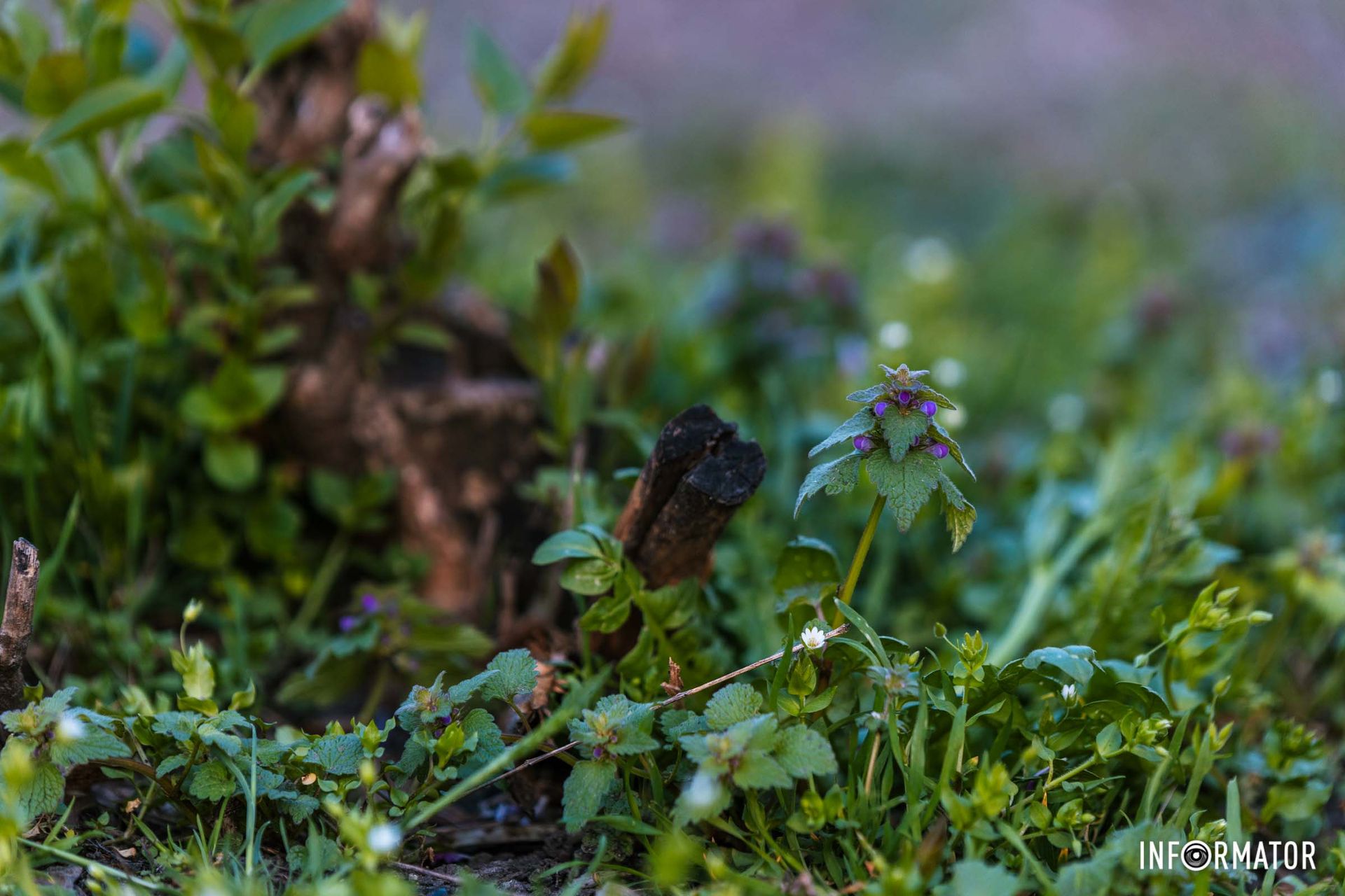 Й щоб дощі зросили.