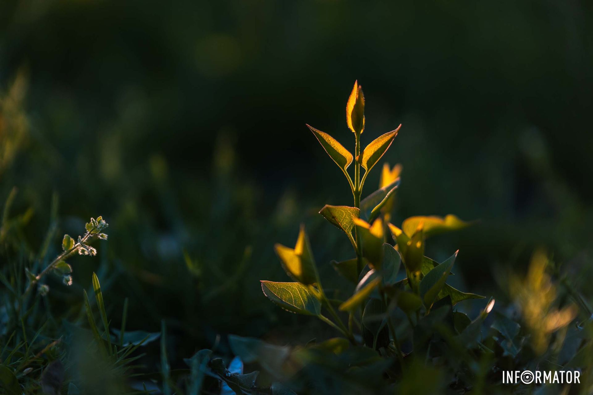 Нам блакитні треба,