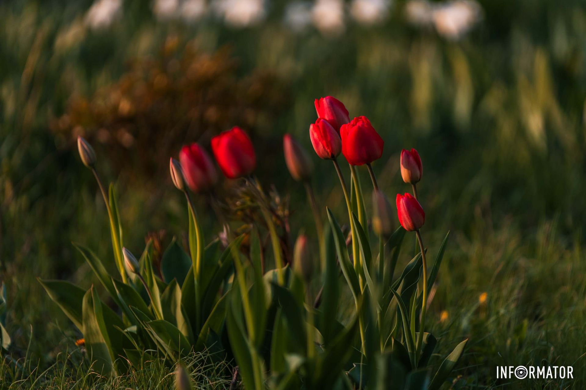 Тягнемось до неба –