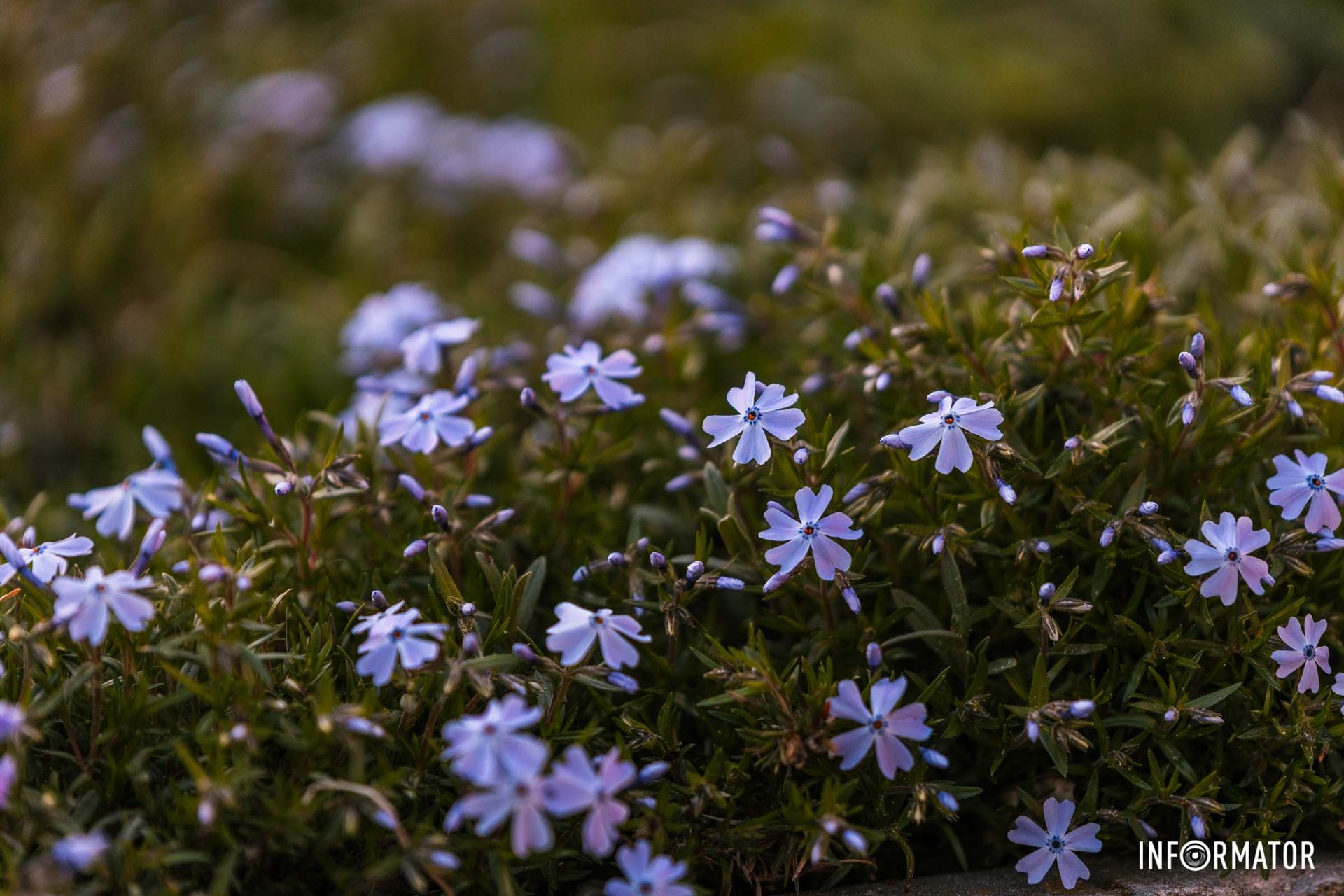 Сонця любі діточки,