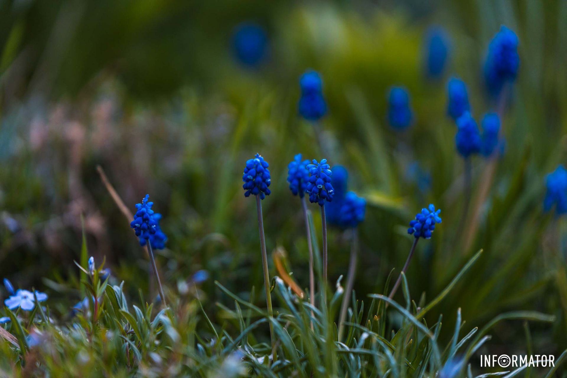 Ми веселі квіточки,