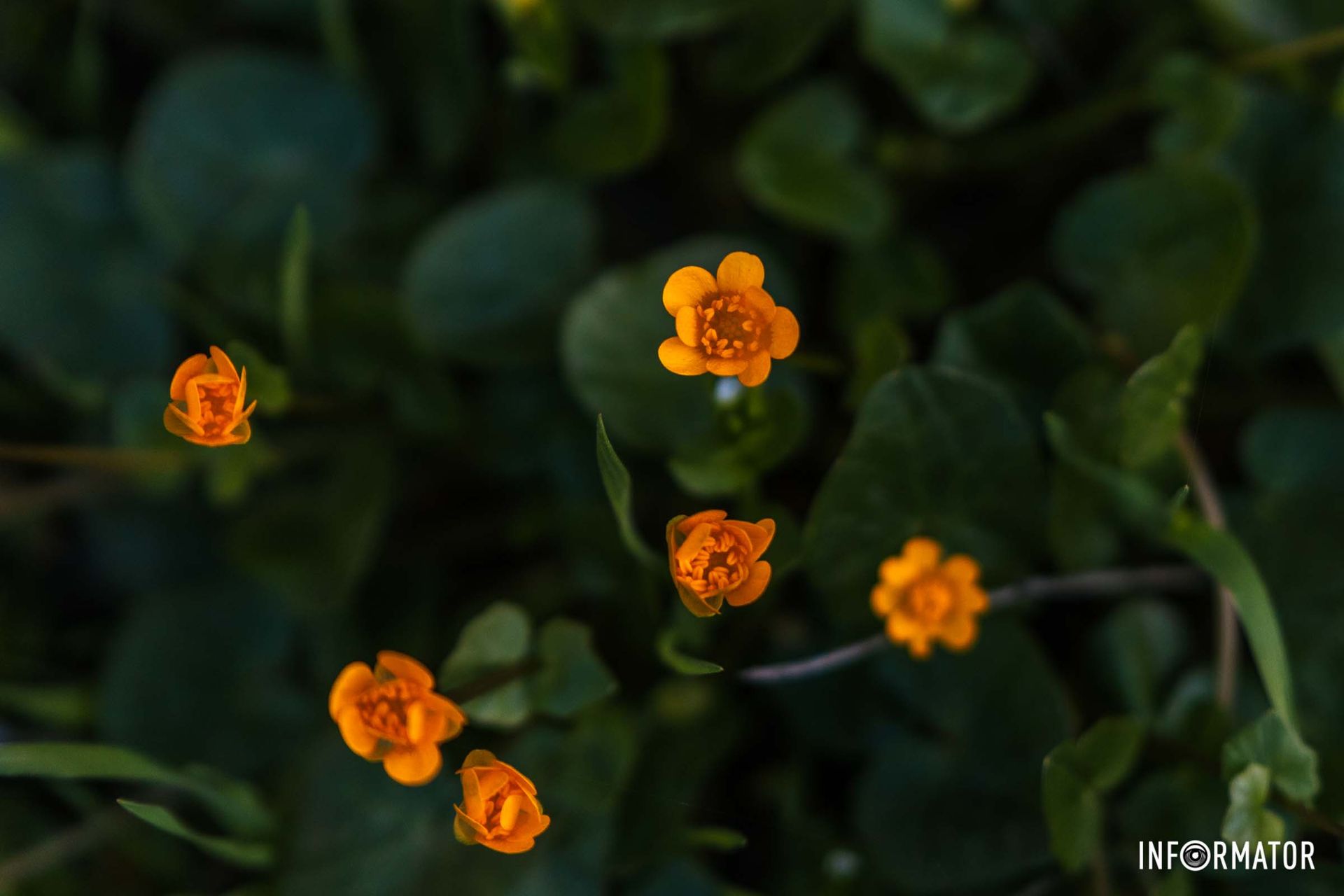 Мініатюрні квіти усіяли підлогу парку