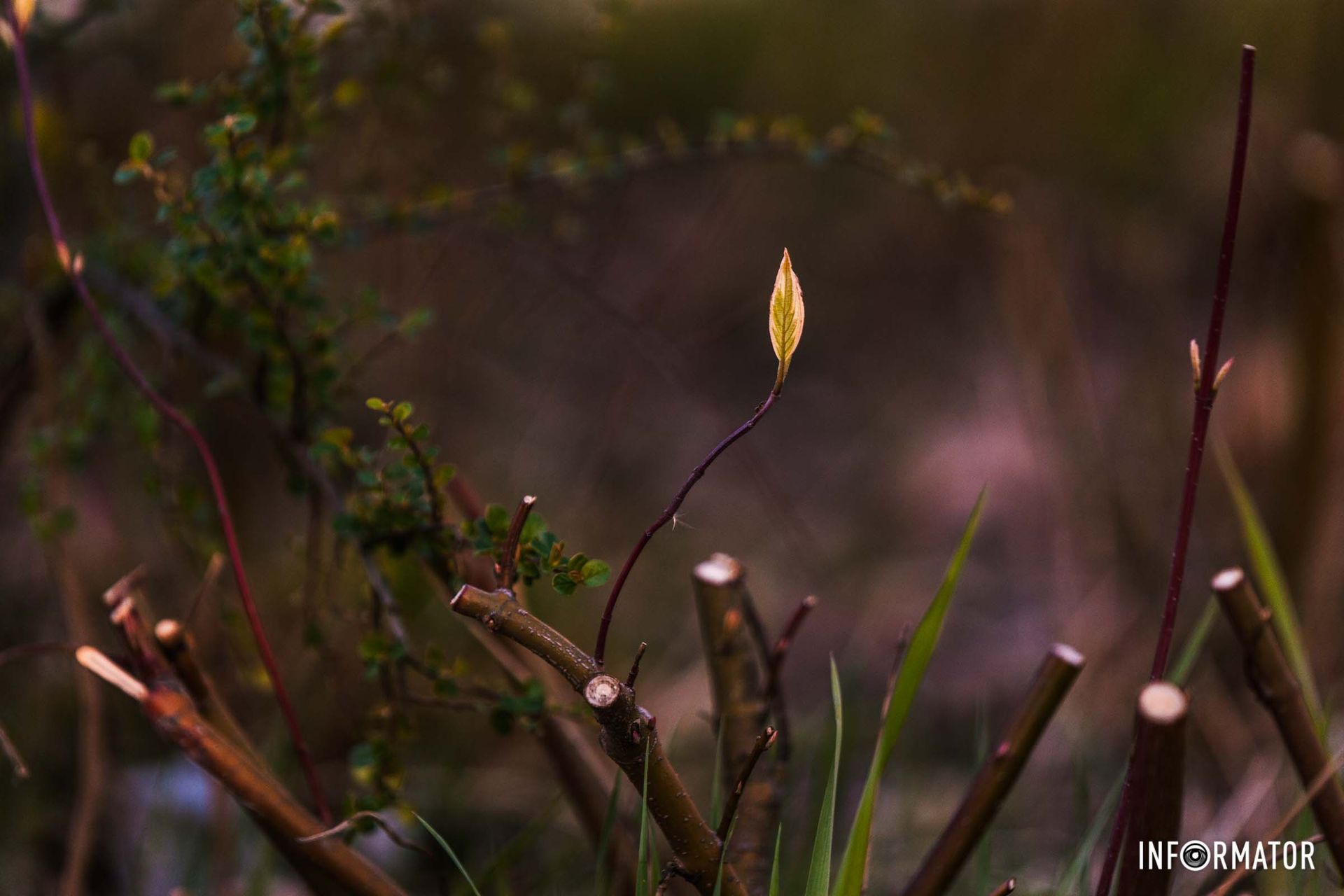 Парк імені Шевченка