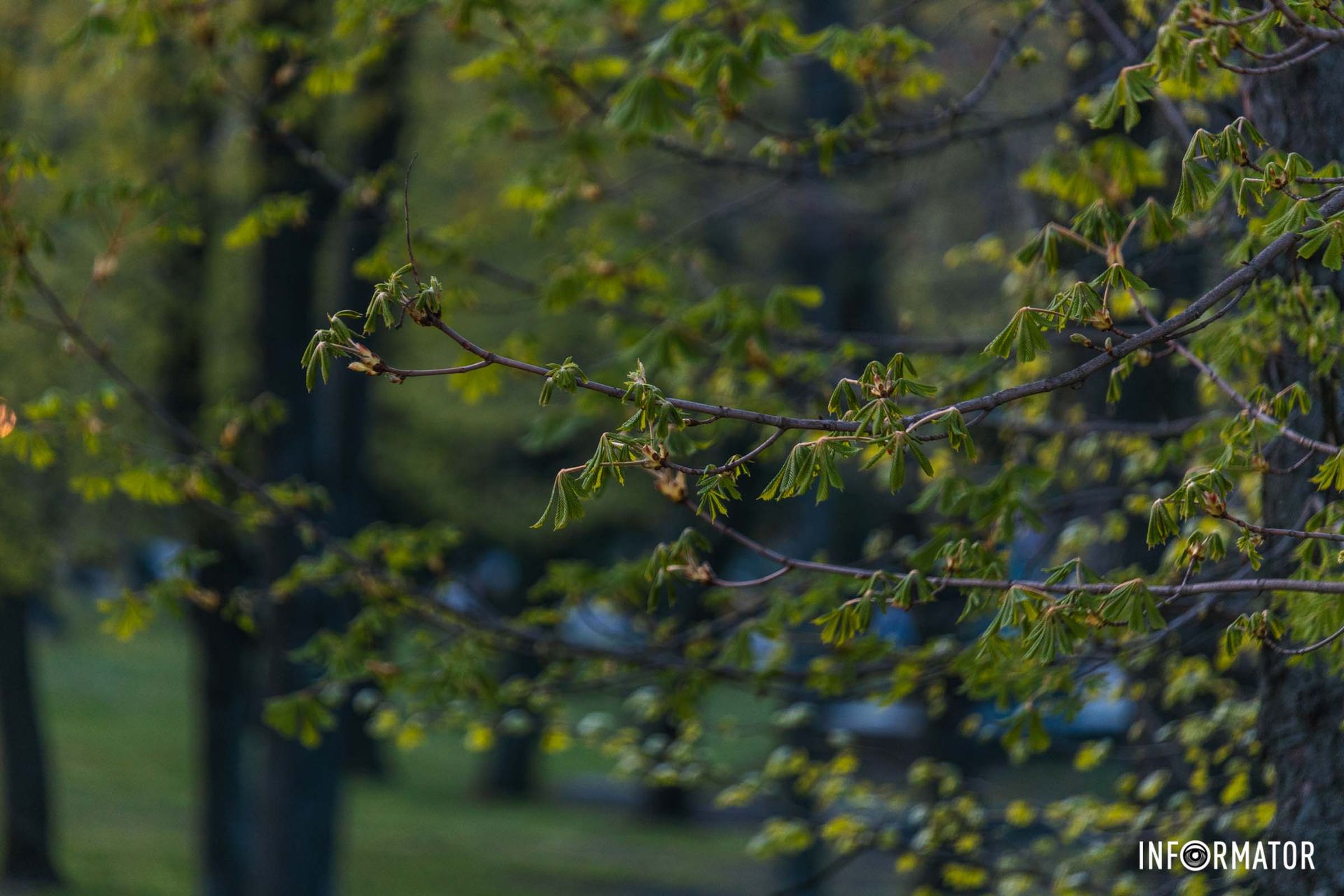 Наші оператори попрацювали, аби передати нашим читачам неймовірну весняну красу