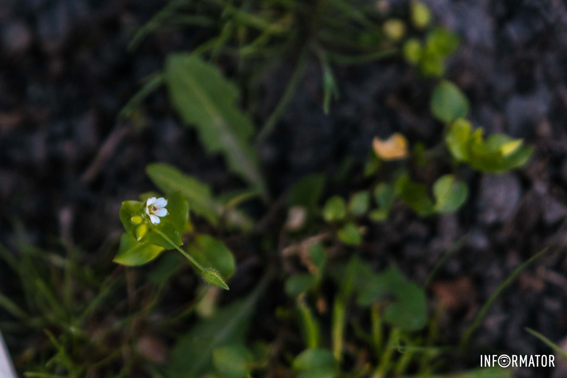 Цього разу команда Інформатора завітала до міського парку імені Тараса Шевченка