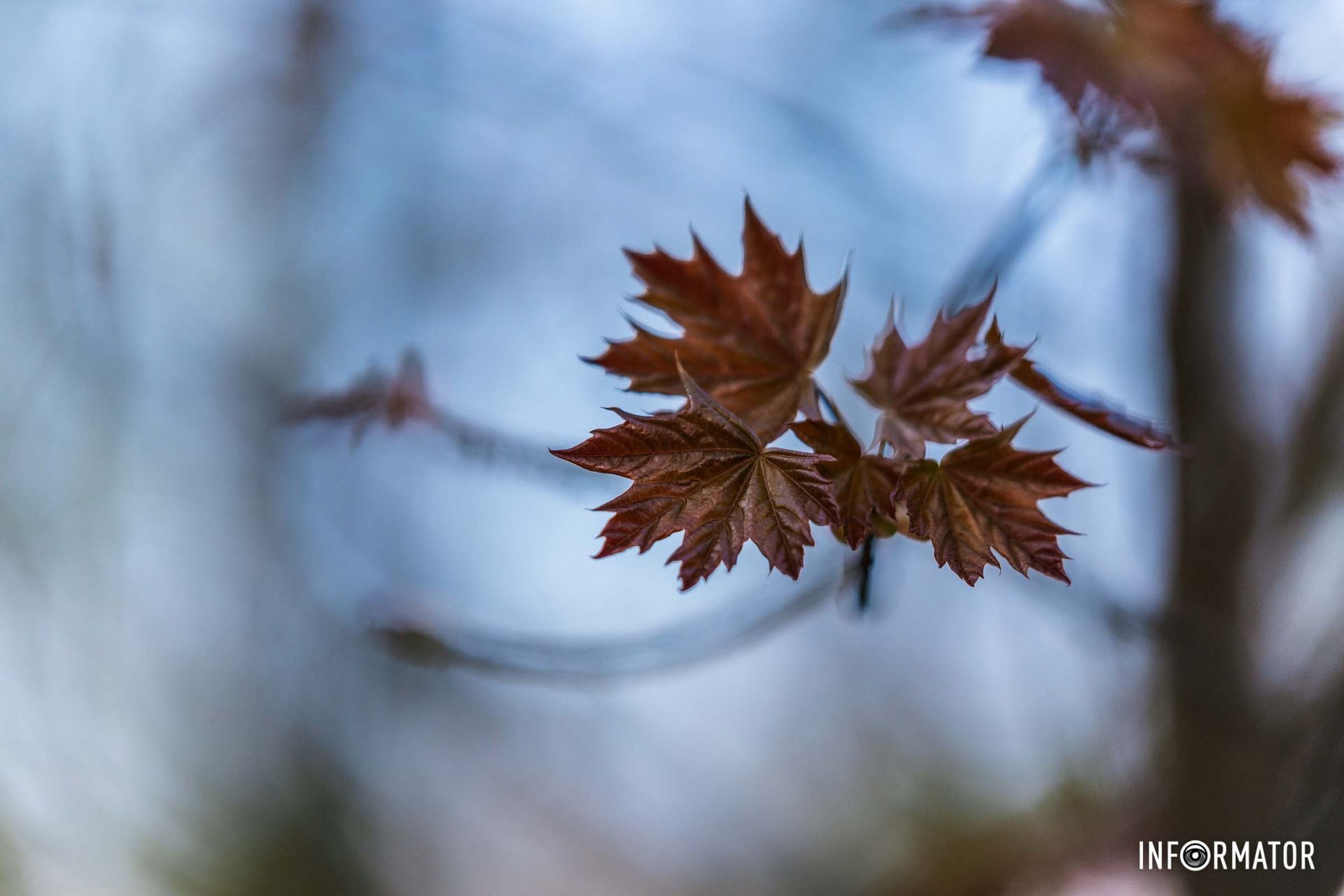 У парках та скверах все більше містян, які виходять на прогулянку та насолоджуються сповна весняною красою