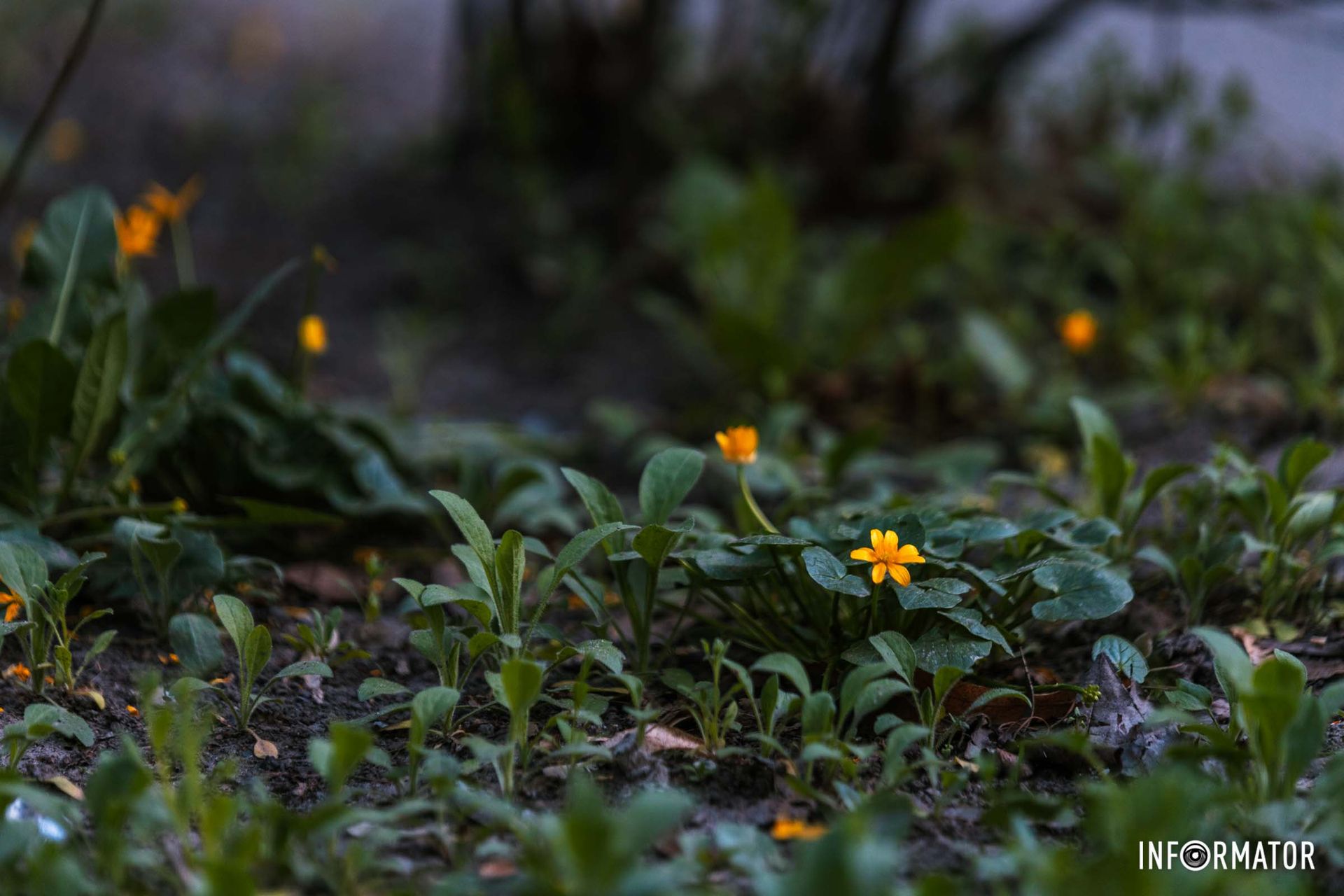 Справжній квітковий бум розпочався у Дніпрі