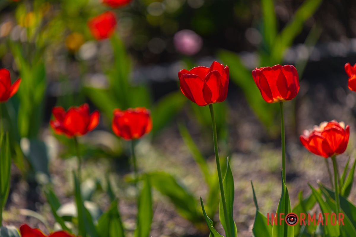 Пробудження природи