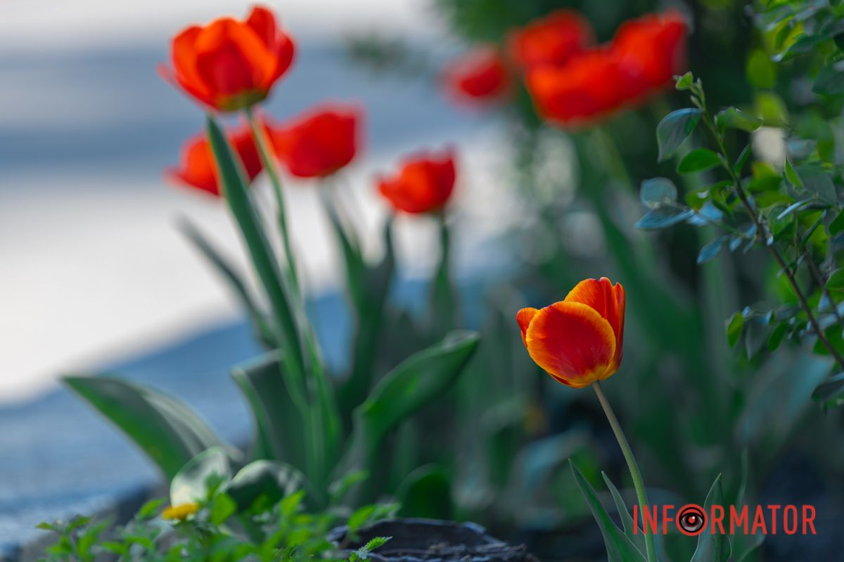 У затишних обіймах природи