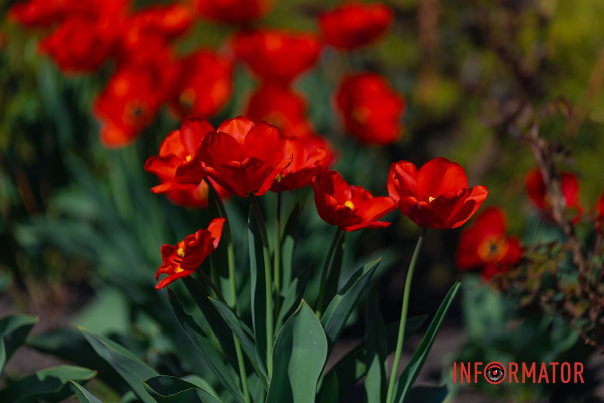 Теплий вітерець та спів пташок