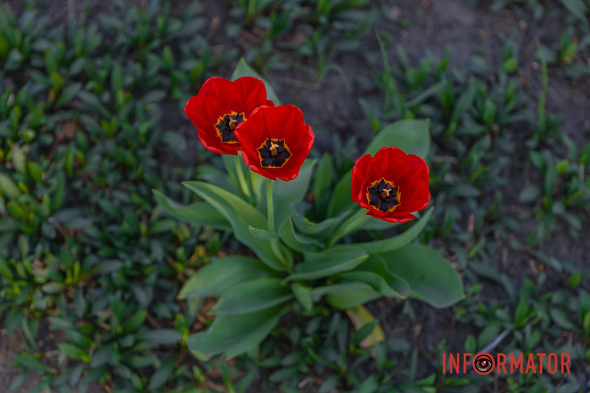 Прогулянка серед квітів