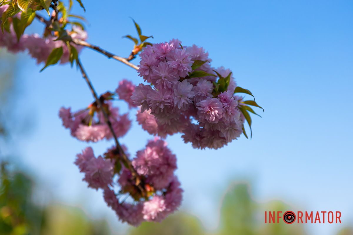 Рослини квітнуть