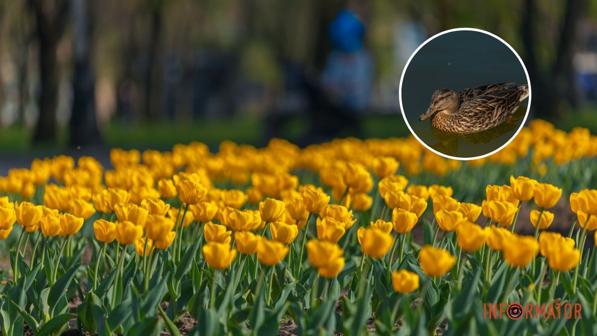 В Днепре будет облачно: прогноз погоды на 13 апреля