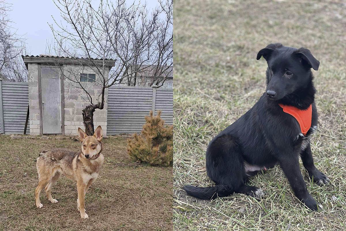 Пушистики нуждаются в помощи