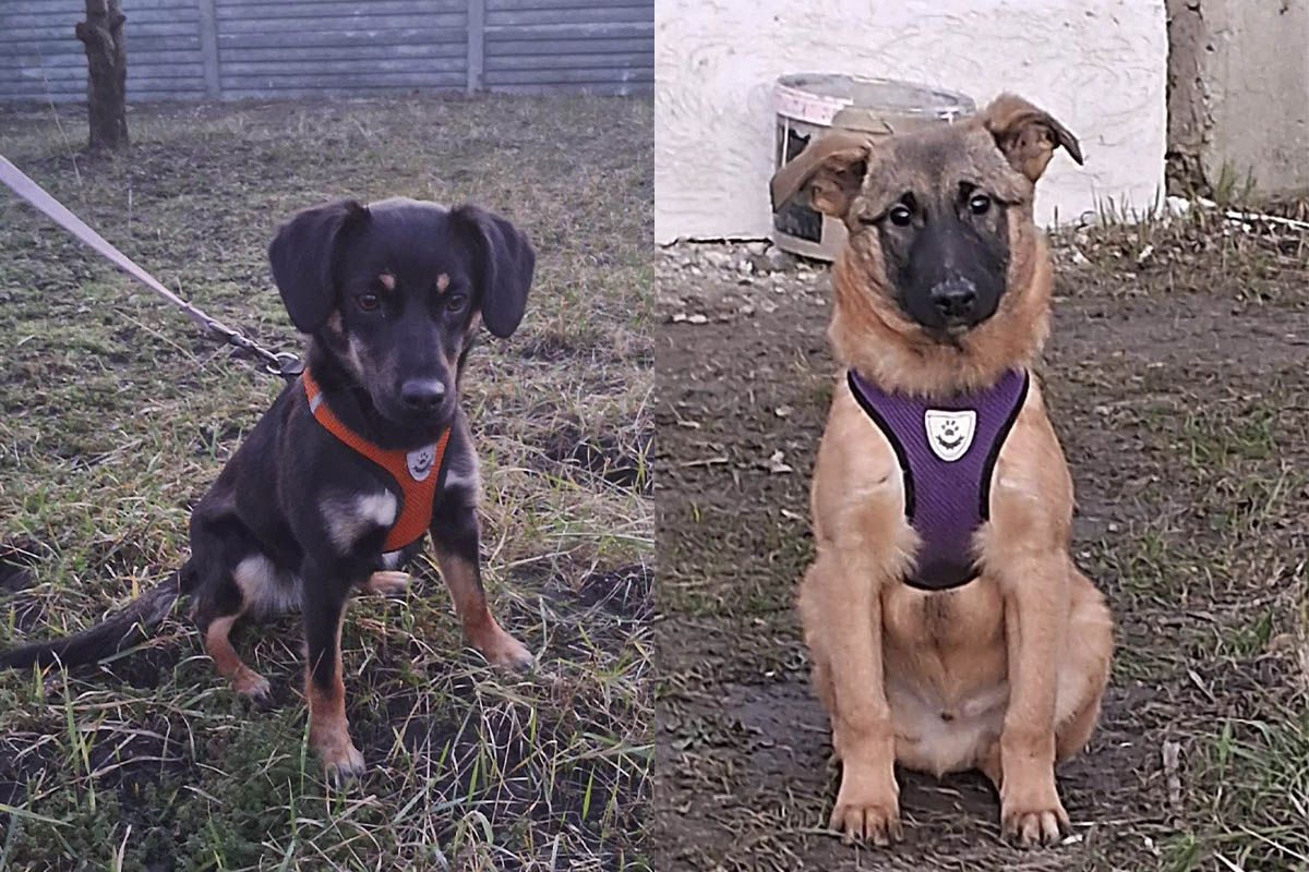 Хвостики надеются, что их заметят новые хозяева