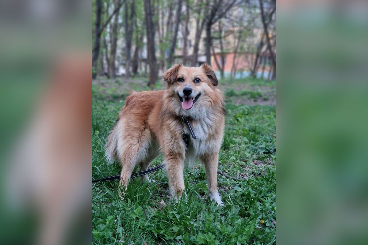 Рыжик Рыжик