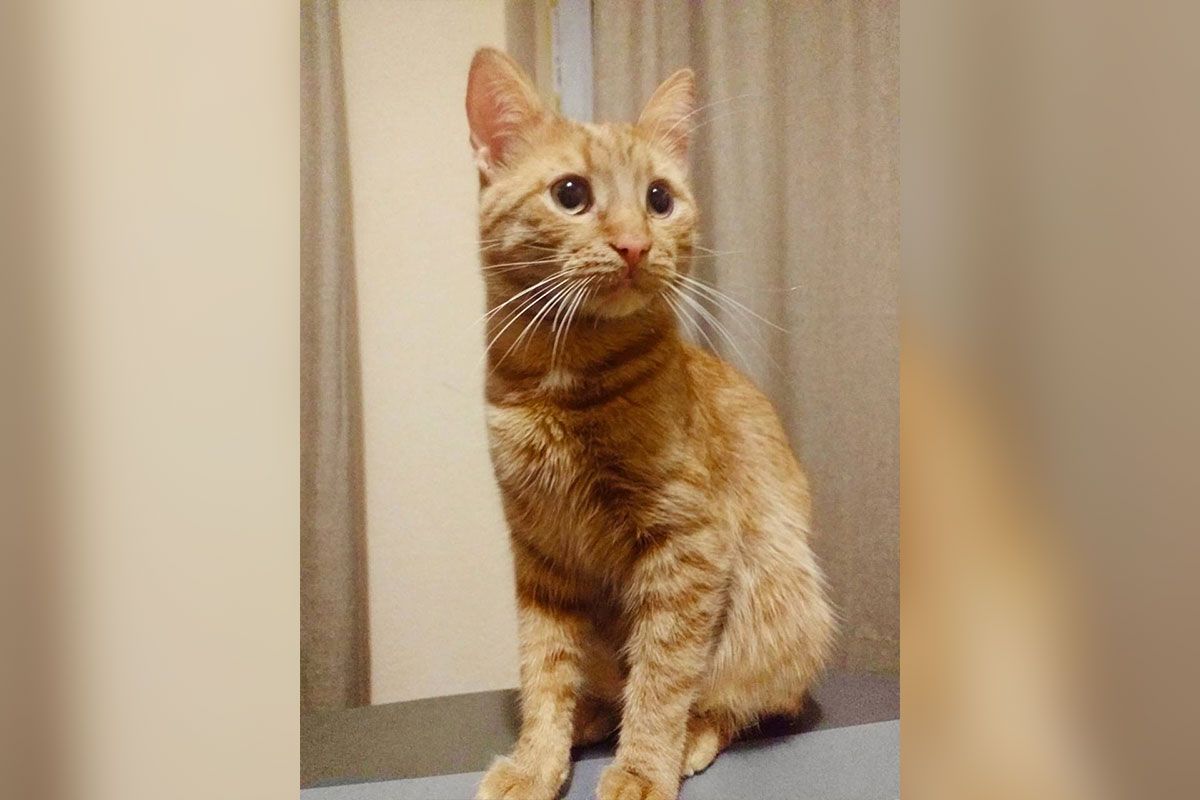 Милые, ласковые и игривые: в Днепре пушистики ищут свою семью 5