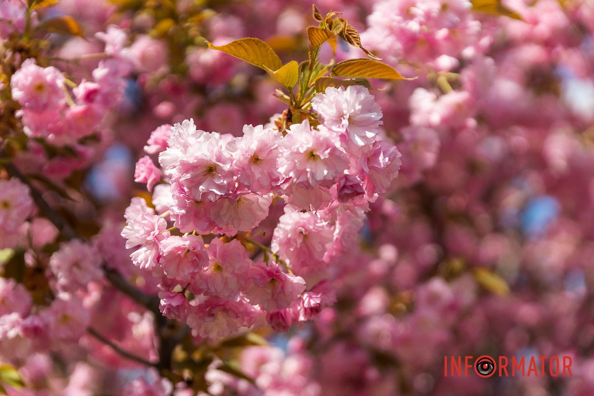 А я лежала хвора й самотна.