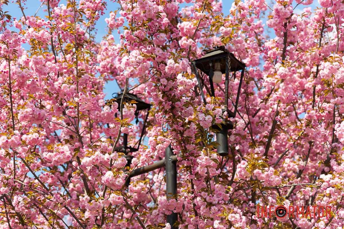 Співало все, сміялось і бриніло,