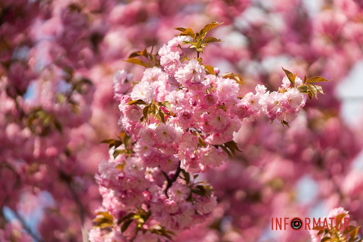 За нею вслід співучії пташки!