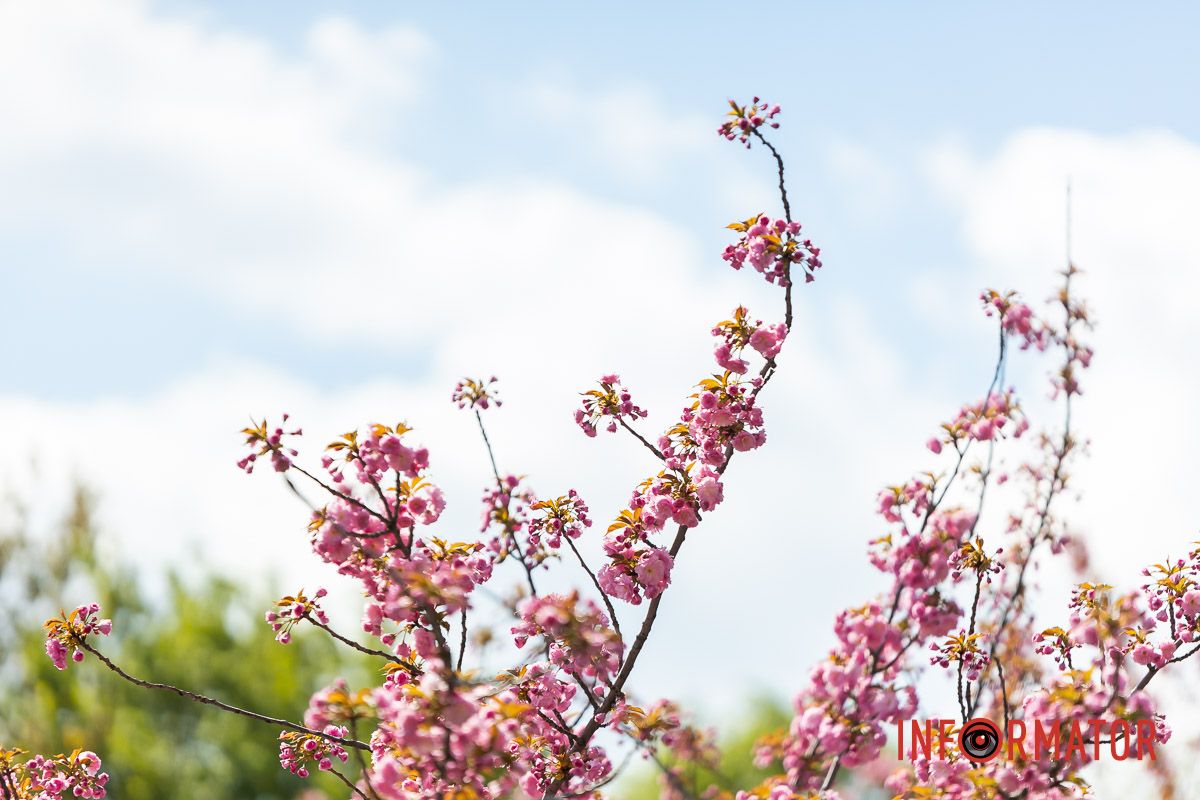 Як та була, що за вікном цвіла.