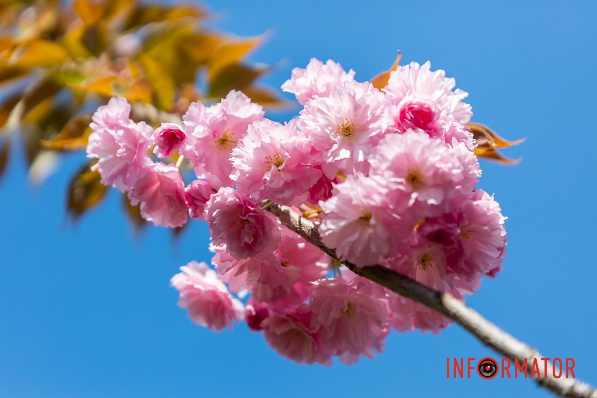 Весни такої не було й не буде,