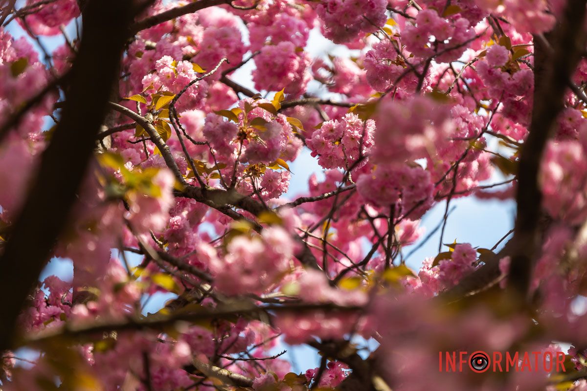 Він про весняну волю заспівав,