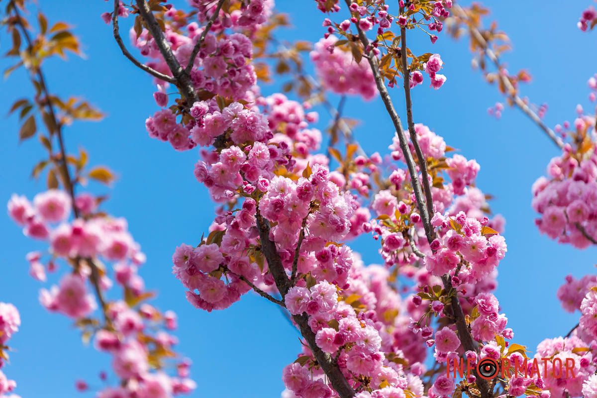 Посипались білесенькі квітки.