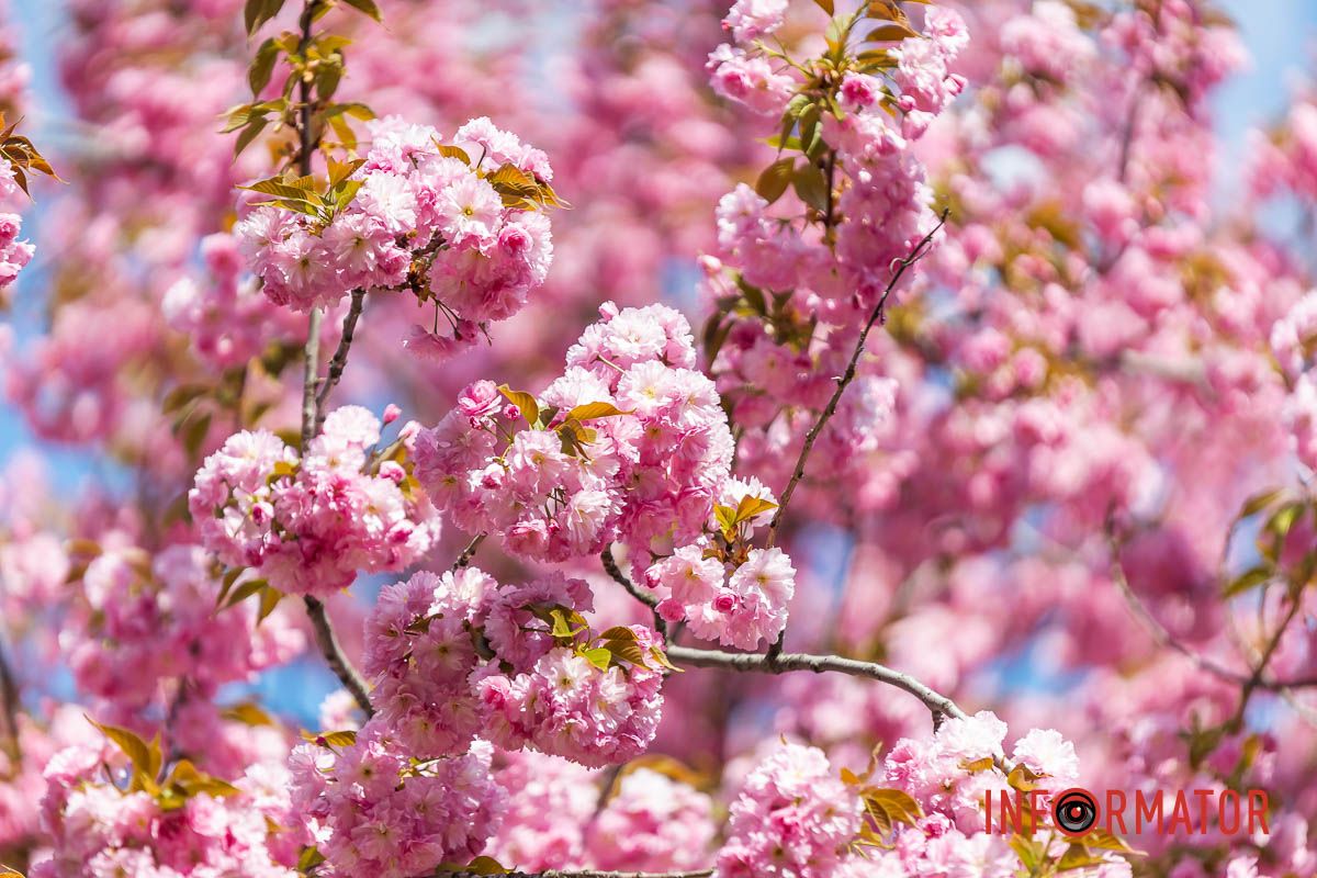 Автор: Катерина Перелісна