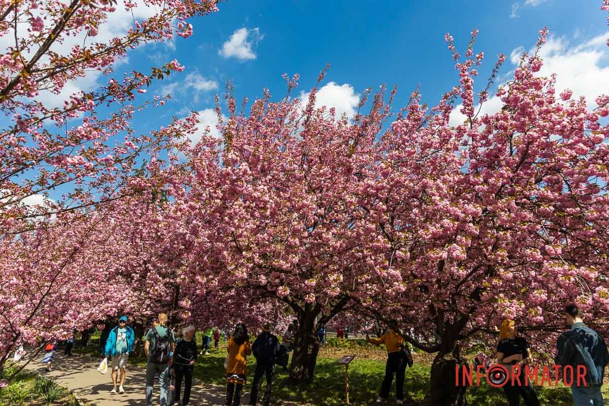 – Любий жайворон дзвенить.