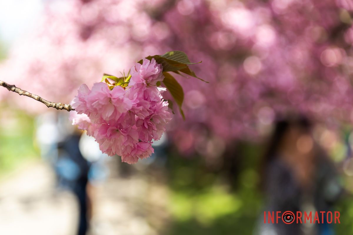 – То травичка вироста.