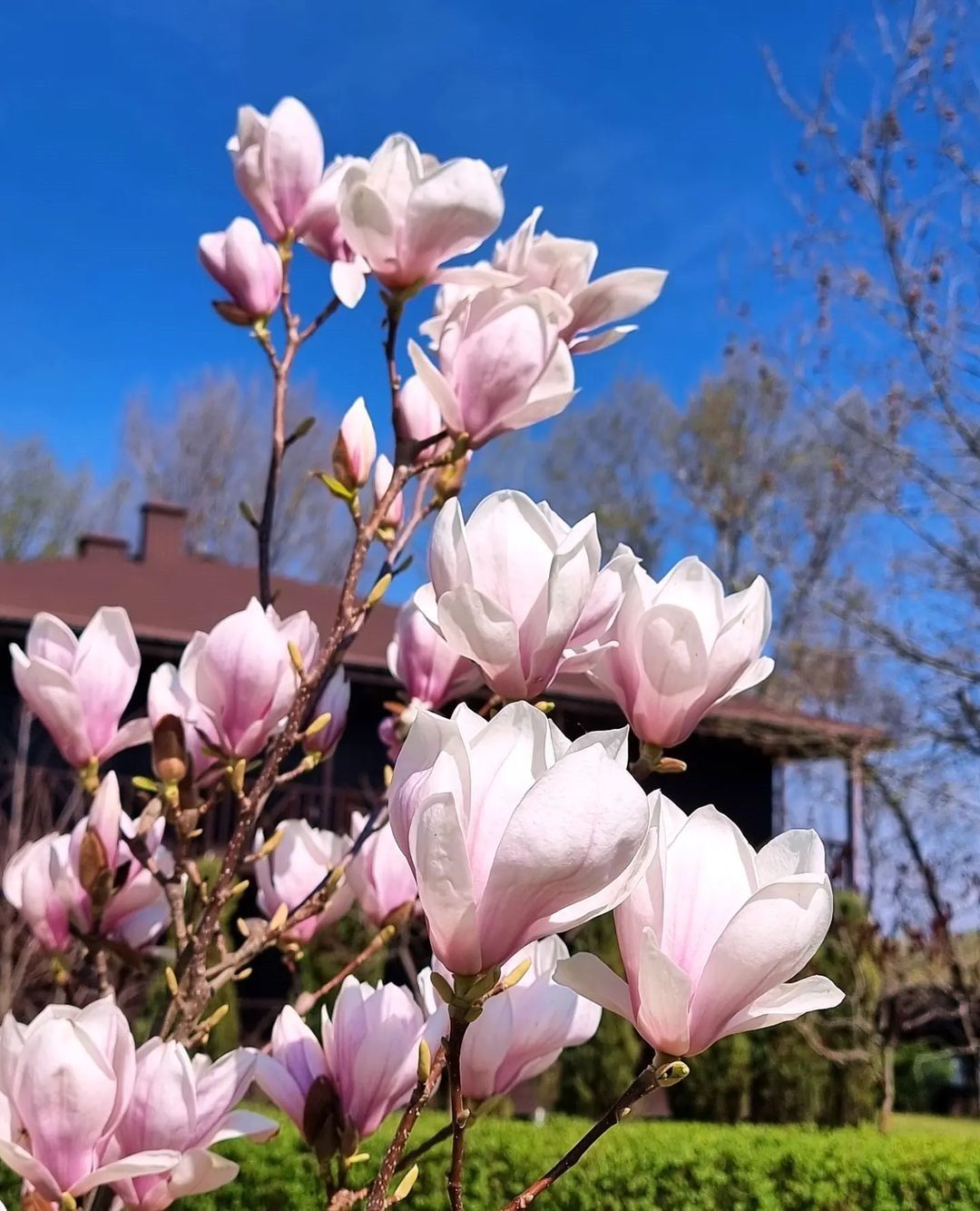 lilia_dolgoli lilia_dolgoli