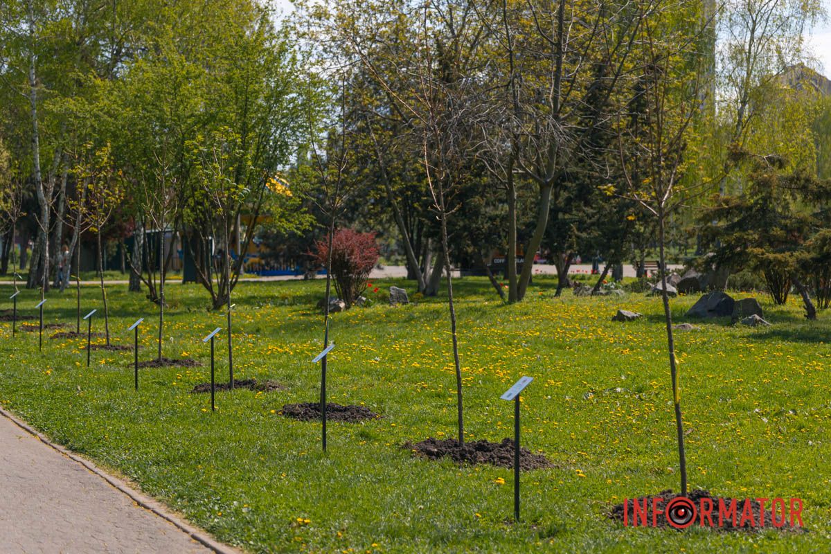 Там висадили 31 клен та встановили спеціальні таблички з qr-кодом