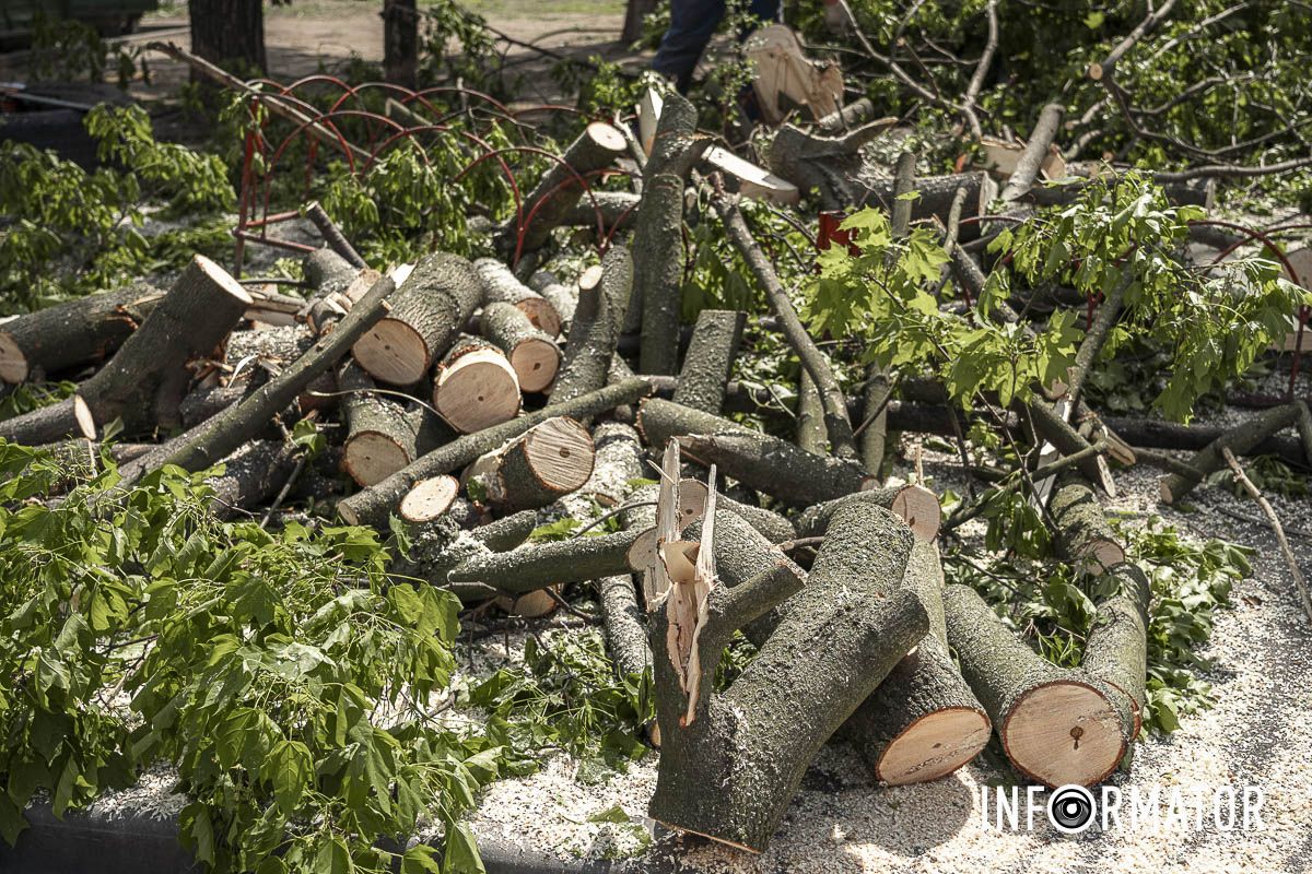 Біля будинку №1 дерева падали на тротуари, поблизу магазинів Біля будинку №1 дерева падали на тротуари, поблизу магазинів