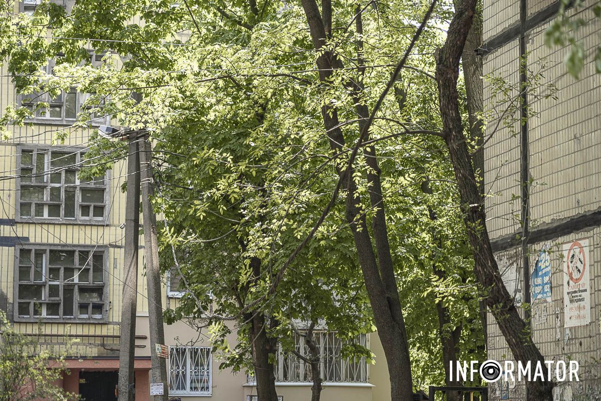 Ходіть обережніше під деревами Ходіть обережніше під деревами