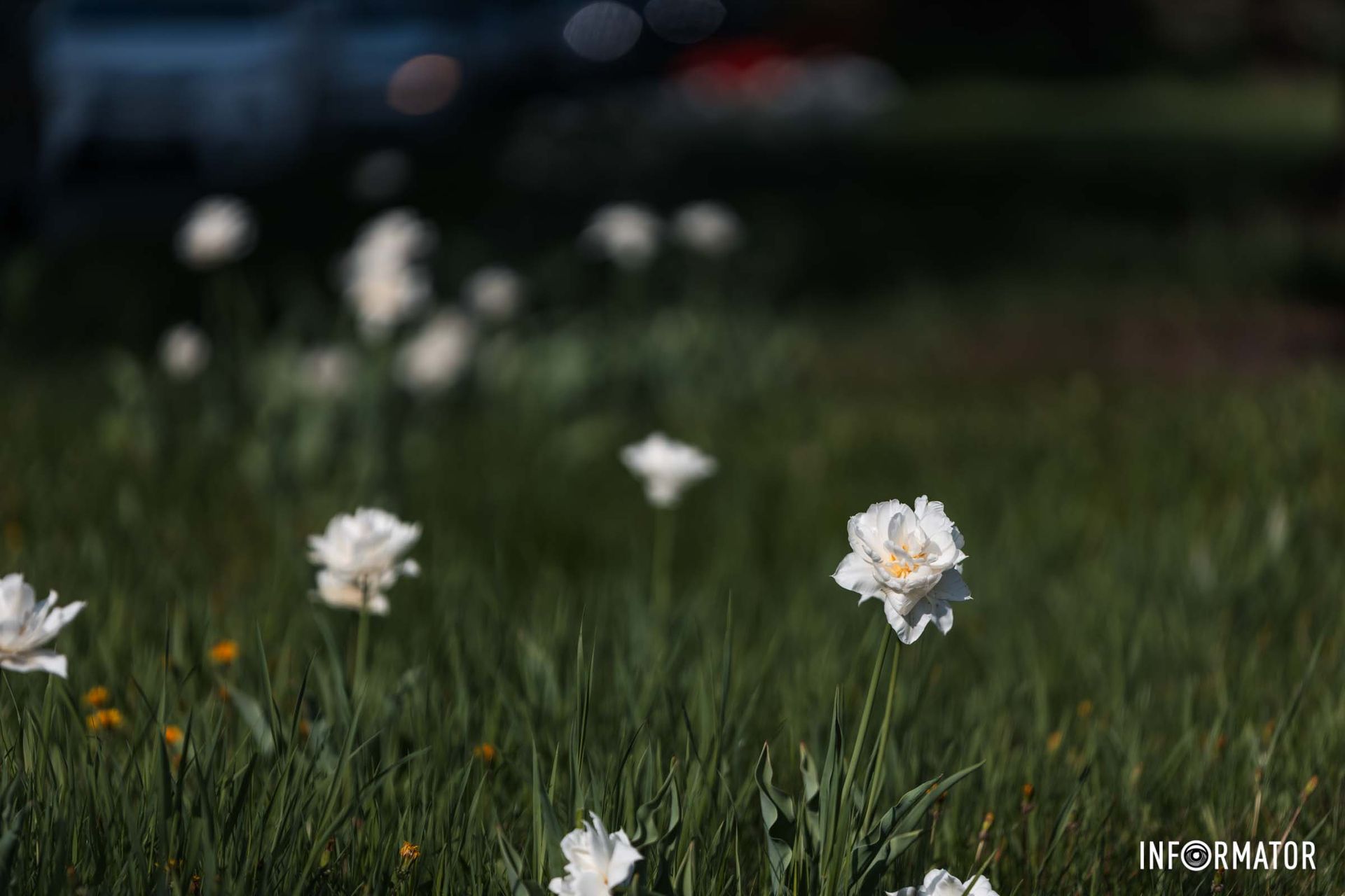 А з ним прилинули пісні пташині,