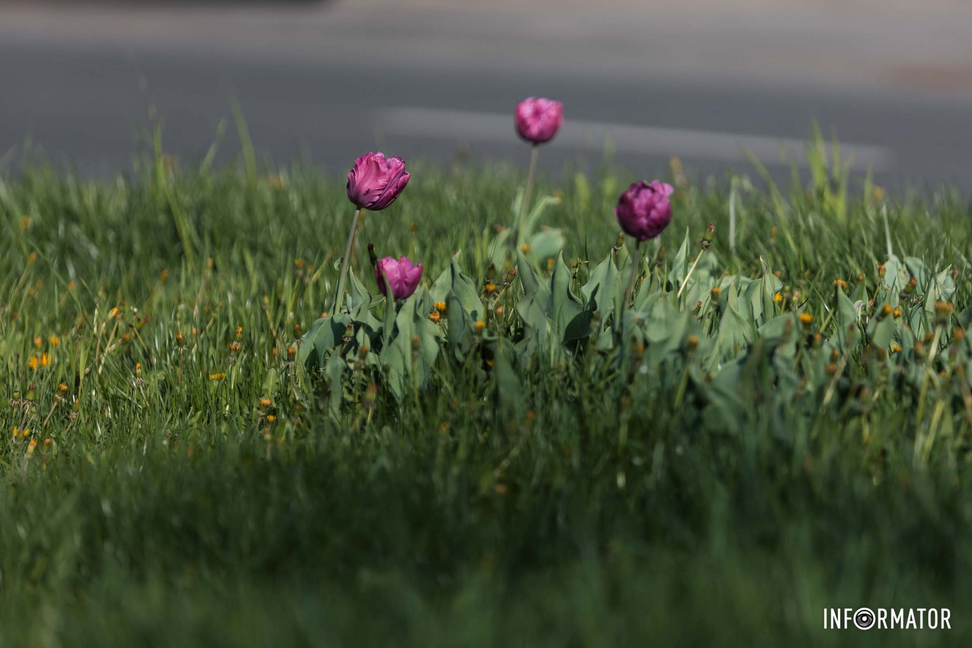 Прилинув вітер, і в тісній хатині