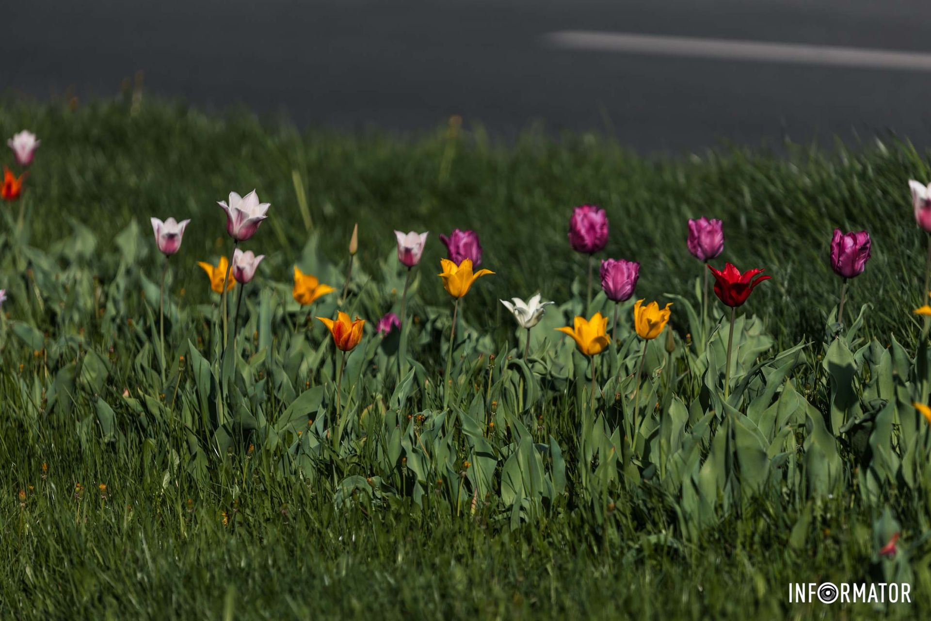 Посипались білесенькі квітки.