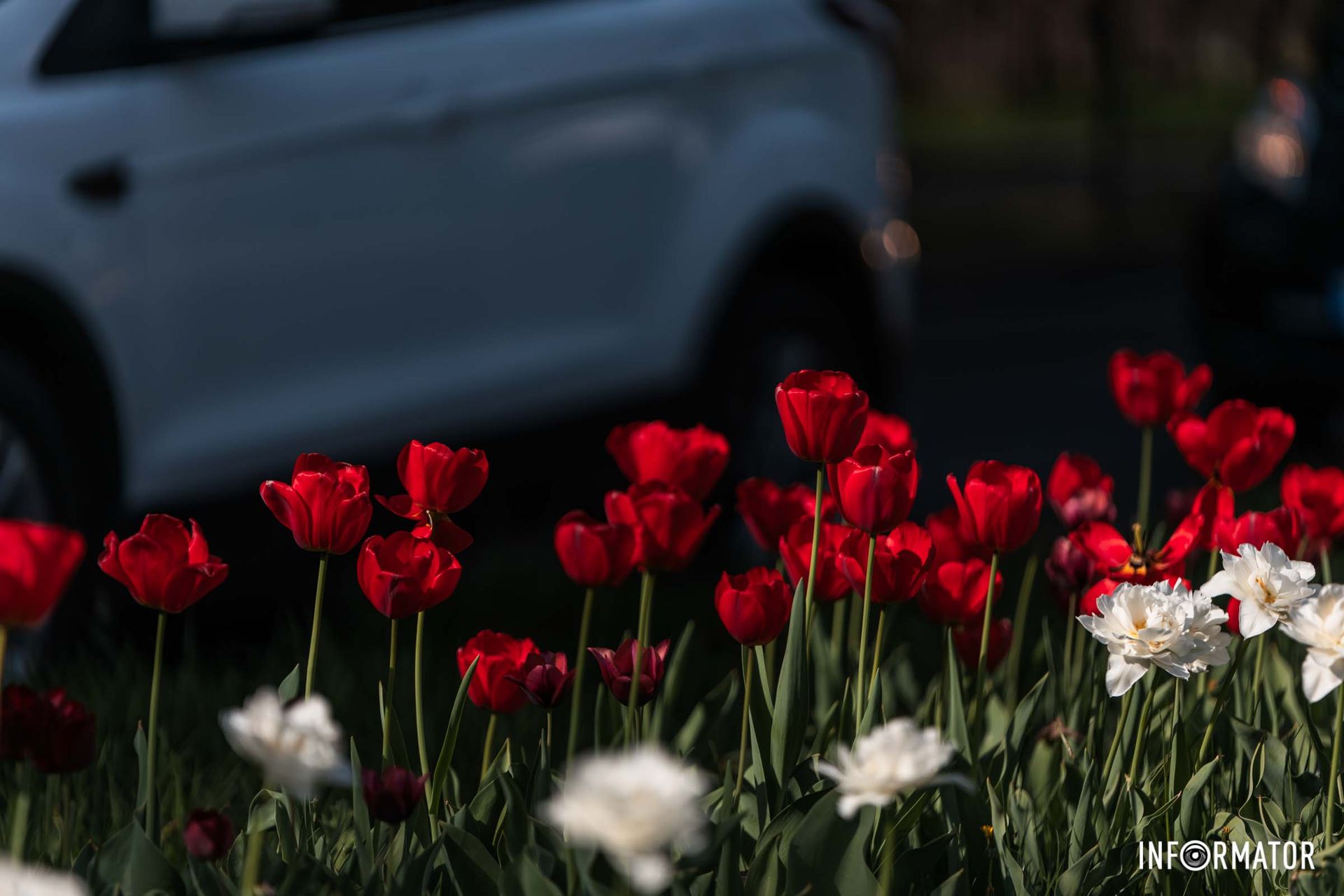 Замиготіло листячко зелене,